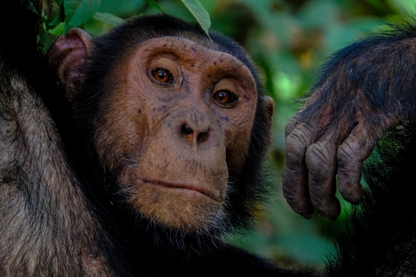 Luna de Miel en Uganda y Maldivas: Gorilas