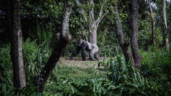 Luna de Miel en Uganda: Selva y Gorilas