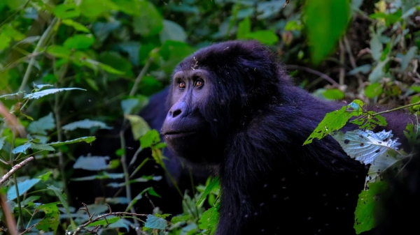 Luna de Miel en Uganda: Gorilas